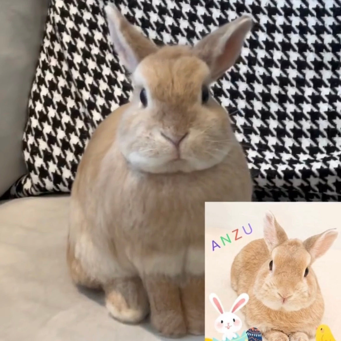 【LL】Custom Needle Felted Rabbit, Custom Felt Rabbit, Pet Portrait, Needle Felted Animals, Pet Memorial, Rabbit Lover Gift
