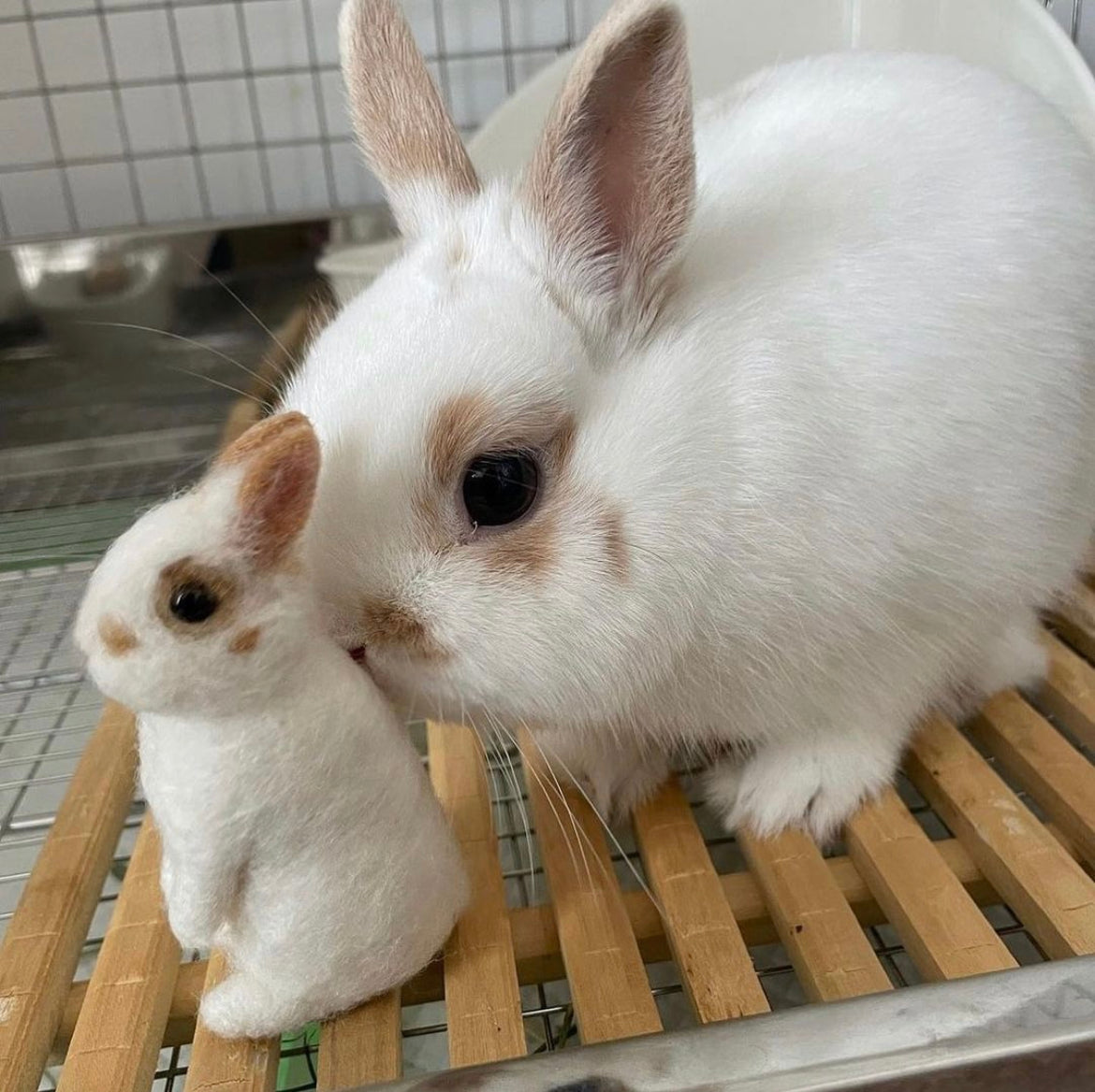 【SS】Custom Needle Felted Rabbit, Custom Felt Rabbit, Pet Portrait, Needle Felted Animals, Pet Memorial, Rabbit Lover Gift