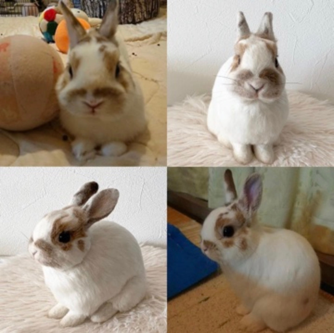 【L】Custom Needle Felted Rabbit, Custom Felt Rabbit, Pet Portrait, Needle Felted Animals, Pet Memorial, Rabbit Lover Gift