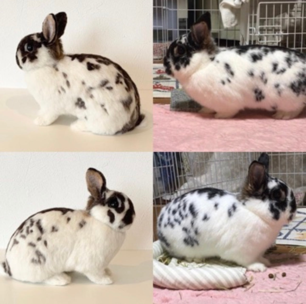 【LL】Custom Needle Felted Rabbit, Custom Felt Rabbit, Pet Portrait, Needle Felted Animals, Pet Memorial, Rabbit Lover Gift
