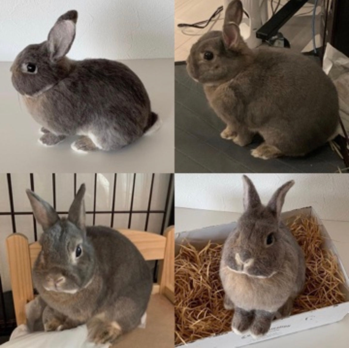 【L】Custom Needle Felted Rabbit, Custom Felt Rabbit, Pet Portrait, Needle Felted Animals, Pet Memorial, Rabbit Lover Gift