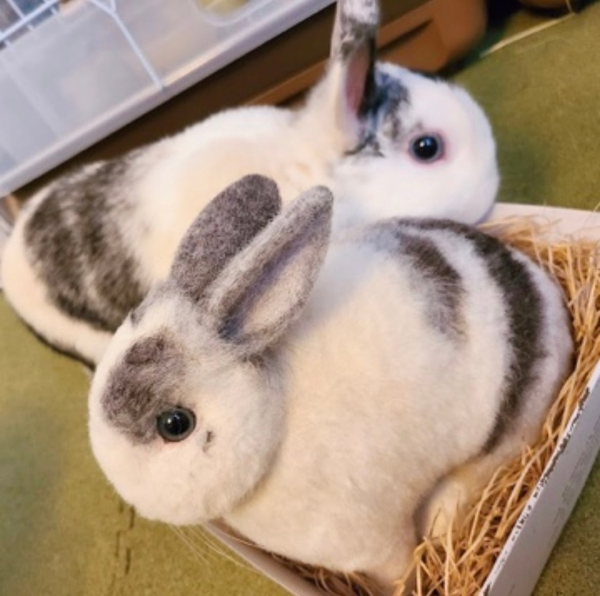 【LL】Custom Needle Felted Rabbit, Custom Felt Rabbit, Pet Portrait, Needle Felted Animals, Pet Memorial, Rabbit Lover Gift