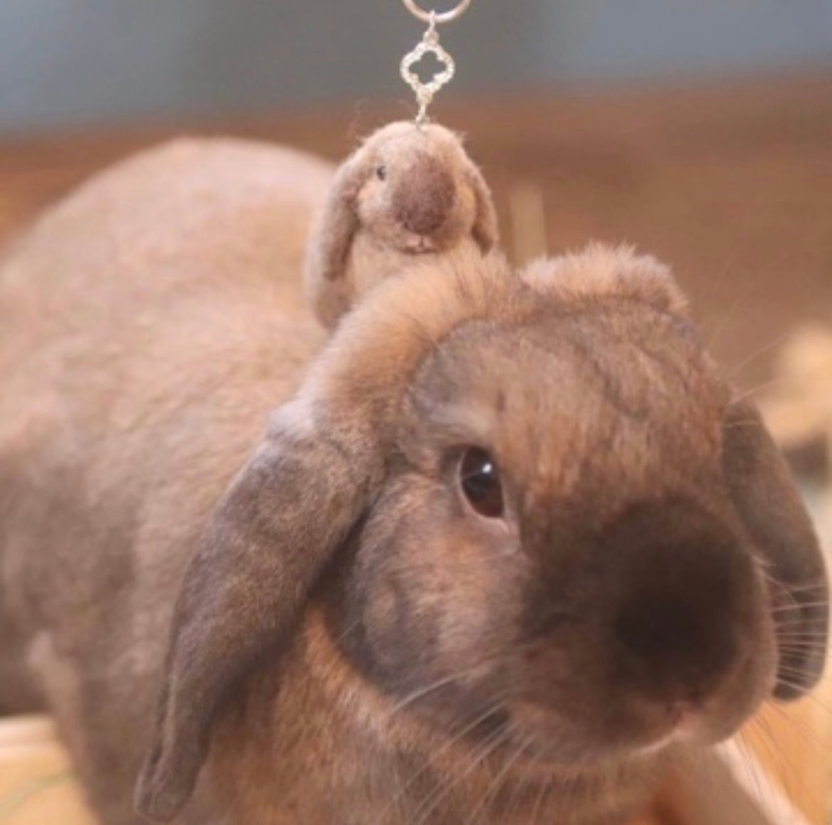 【SS】Custom Needle Felted Rabbit, Custom Felt Rabbit, Pet Portrait, Needle Felted Animals, Pet Memorial, Rabbit Lover Gift