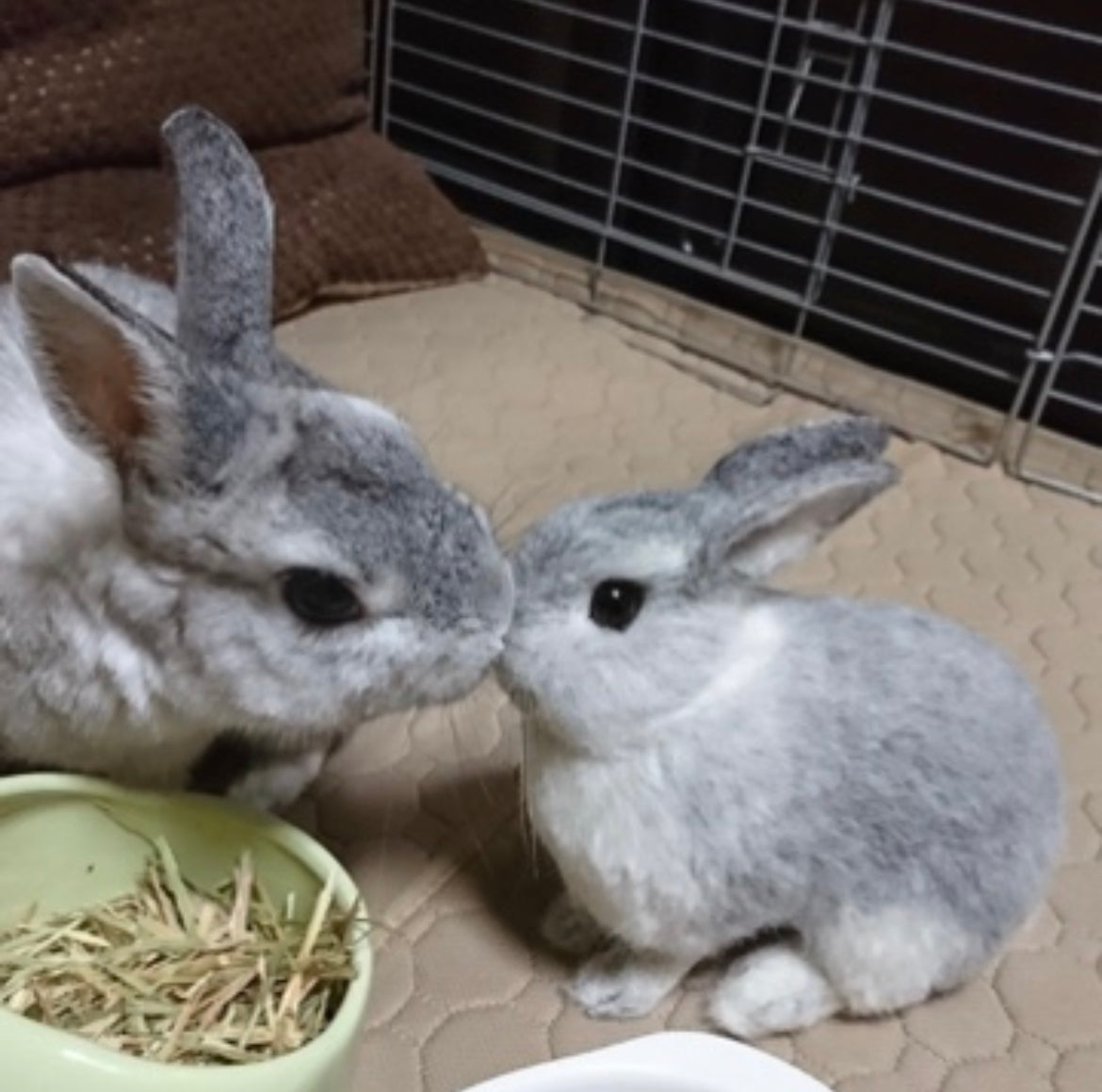 【M】Custom Needle Felted Rabbit, Custom Felt Rabbit, Pet Portrait, Needle Felted Animals, Pet Memorial, Rabbit Lover Gift