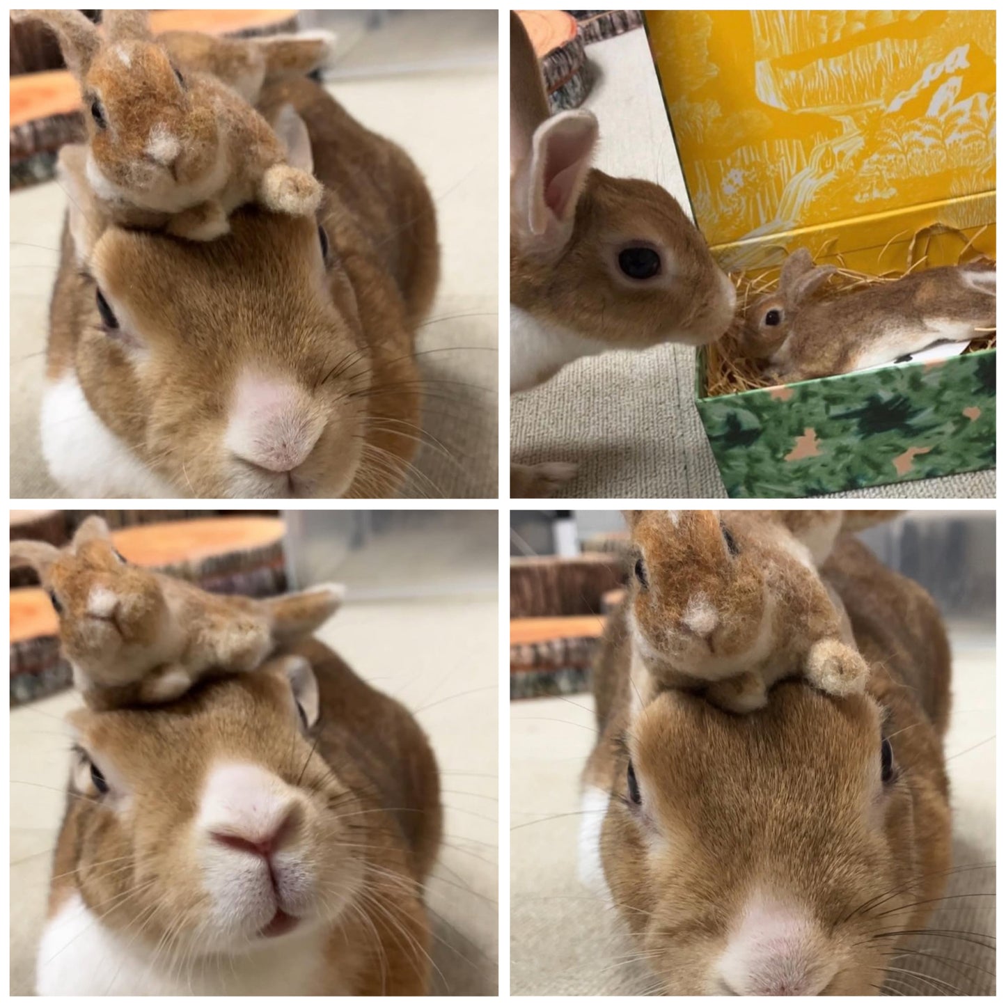 【SS】Custom Needle Felted Rabbit, Custom Felt Rabbit, Pet Portrait, Needle Felted Animals, Pet Memorial, Rabbit Lover Gift